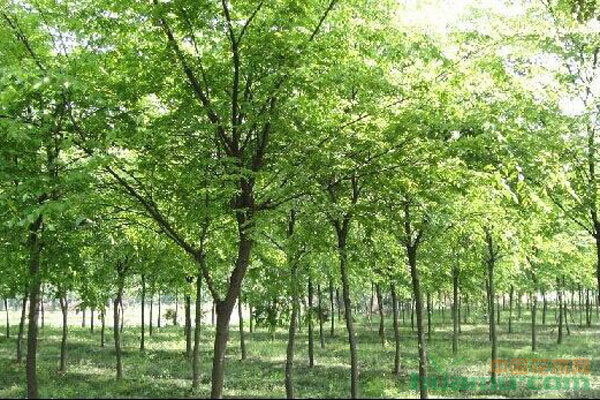 苗木種植避坑指南 拒絕跟風(fēng)，差異化才是王道