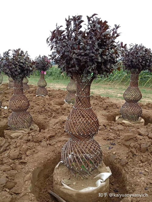 新款紫葉稠李、五角楓與小葉女貞編織造型苗木的種植指南