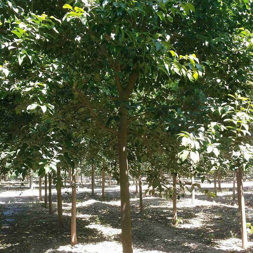 2022年無錫地區(qū)10公分國槐上車價及股份集團(tuán)樹木種植分析