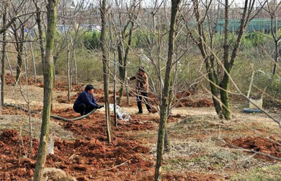 高成活率的秋冬苗木移栽技術(shù)，值得收藏！