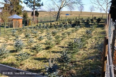 探索360智圖 低價正版高清樹木防寒與種植圖片資源