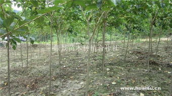 速生櫻花 綠景苗木種植合作社的樹木種植新機遇