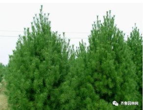 泰安潤松苗木種植農(nóng)民專業(yè)合作社 以專業(yè)與生態(tài)推動(dòng)樹木種植產(chǎn)業(yè)發(fā)展