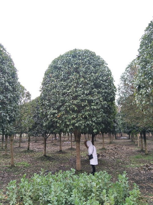 貴州八月桂苗木種植基地 批發(fā)價(jià)直銷，打造芬芳園林